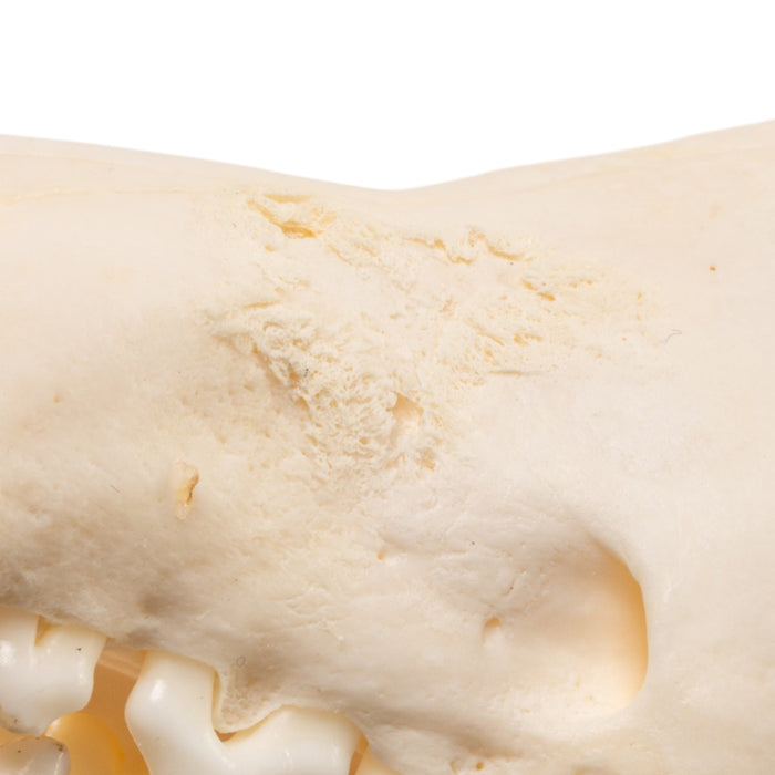 Real Red Fox Skull - Pathology