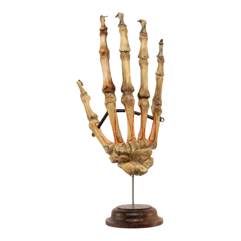Real Articulated Human Hand on Stand