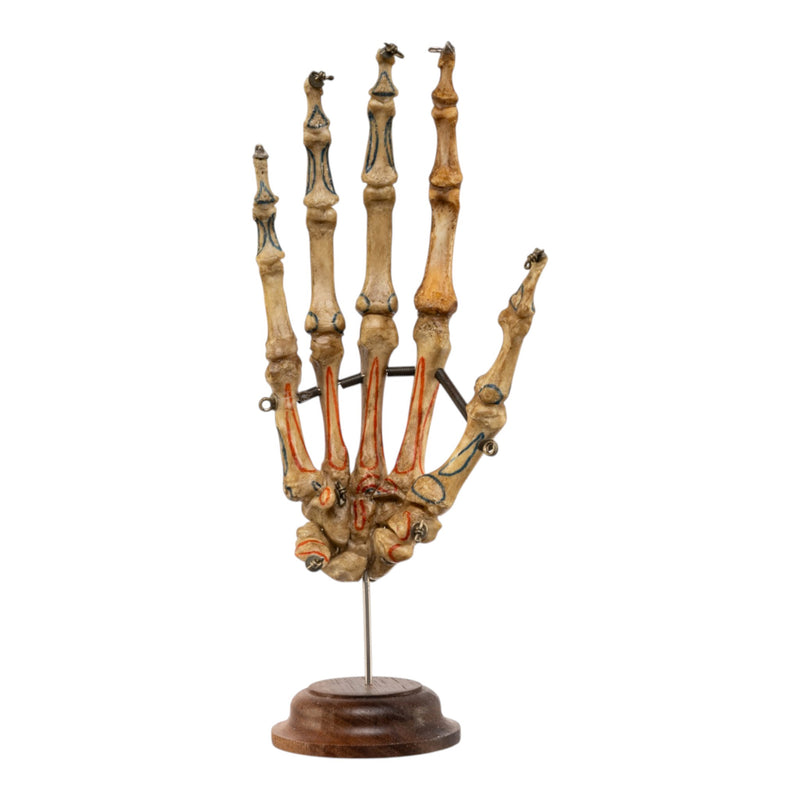 Real Articulated Human Hand on Stand