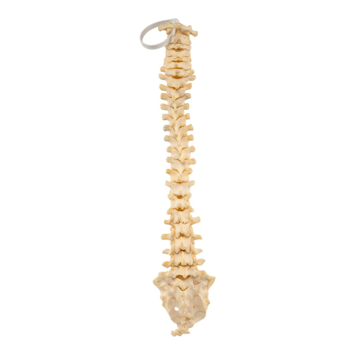 Real Loosely-Strung Human Spine, Sacrum and Cocyx
