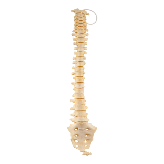 Real Loosely-Strung Human Spine, Sacrum and Cocyx