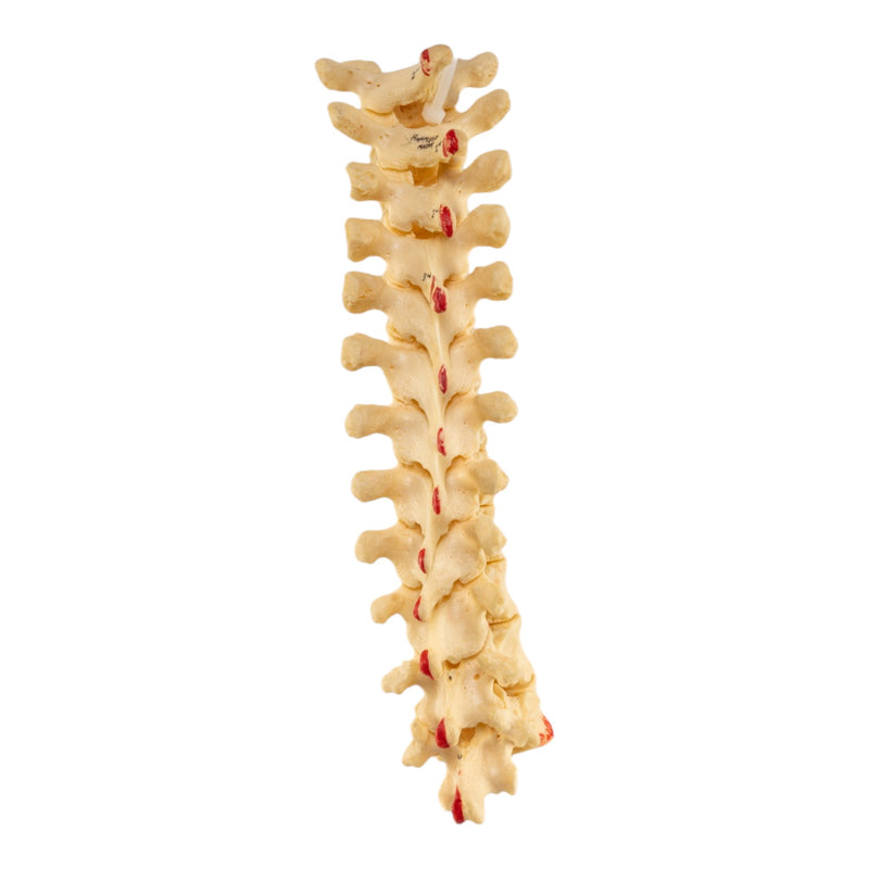 Real Articulated Human Thoracic Vertebrae Set - Painted