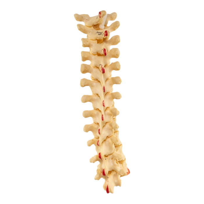 Real Articulated Human Thoracic Vertebrae Set - Painted