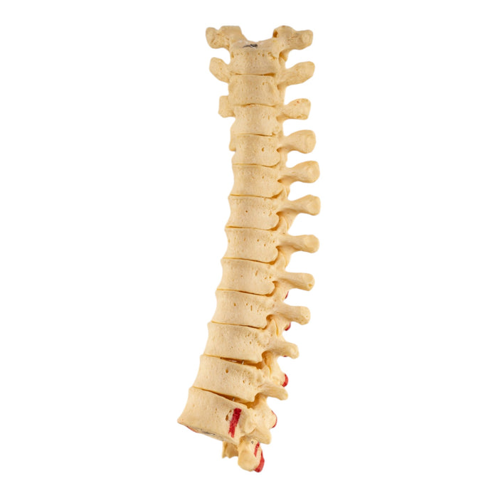 Real Articulated Human Thoracic Vertebrae Set - Painted