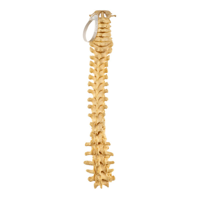 Real Human Spine - Loosely Strung