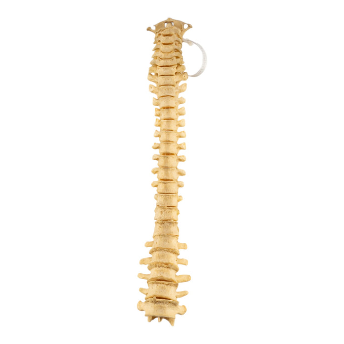 Real Human Spine - Loosely Strung