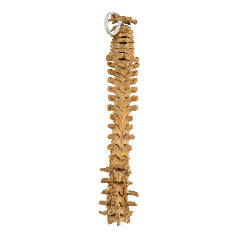 Real Human Spine - Loosely Strung
