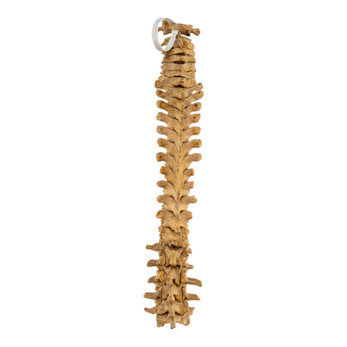 Real Human Spine - Loosely Strung