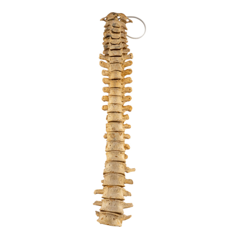 Real Human Spine - Loosely Strung