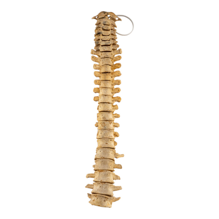Real Human Spine - Loosely Strung