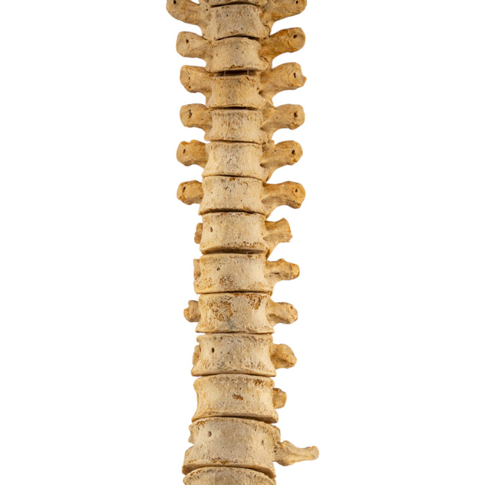 Real Human Spine - Loosely Strung