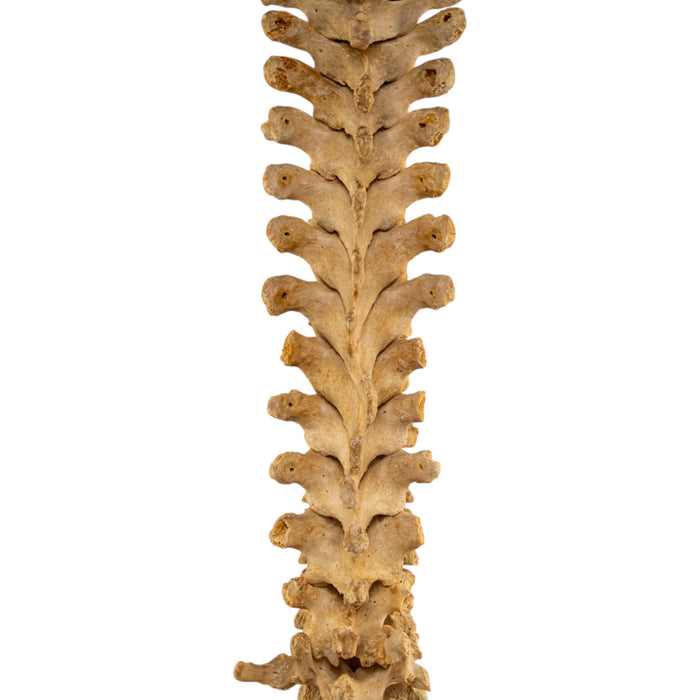 Real Human Spine - Loosely Strung