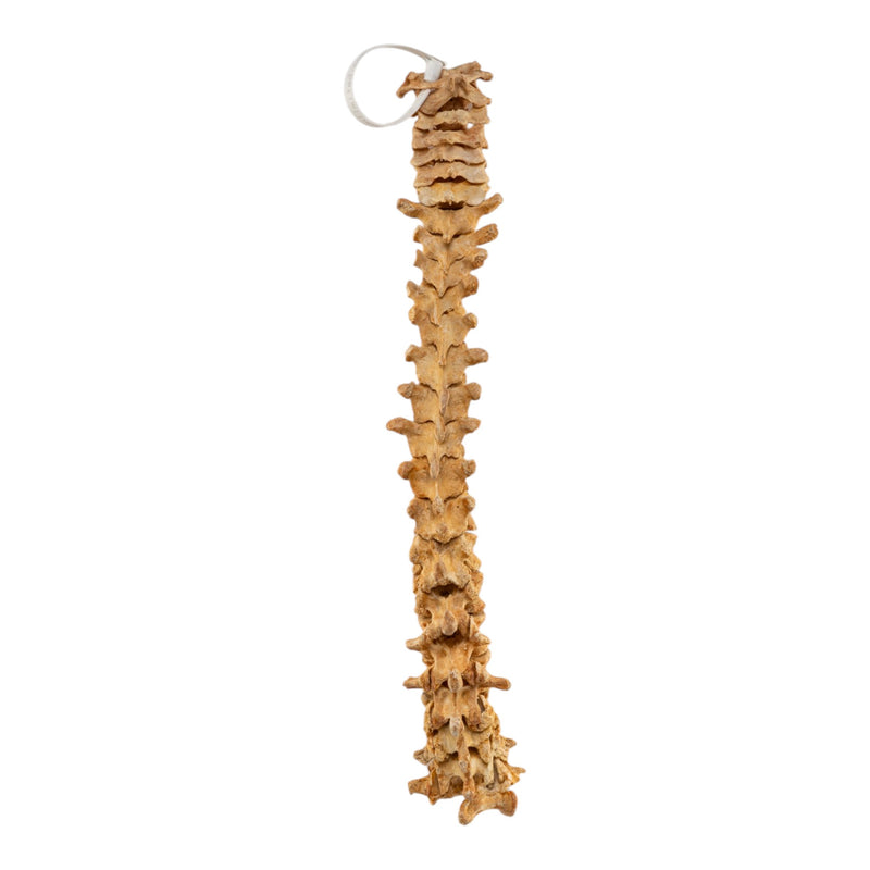 Real Human Spine - Loosely Strung
