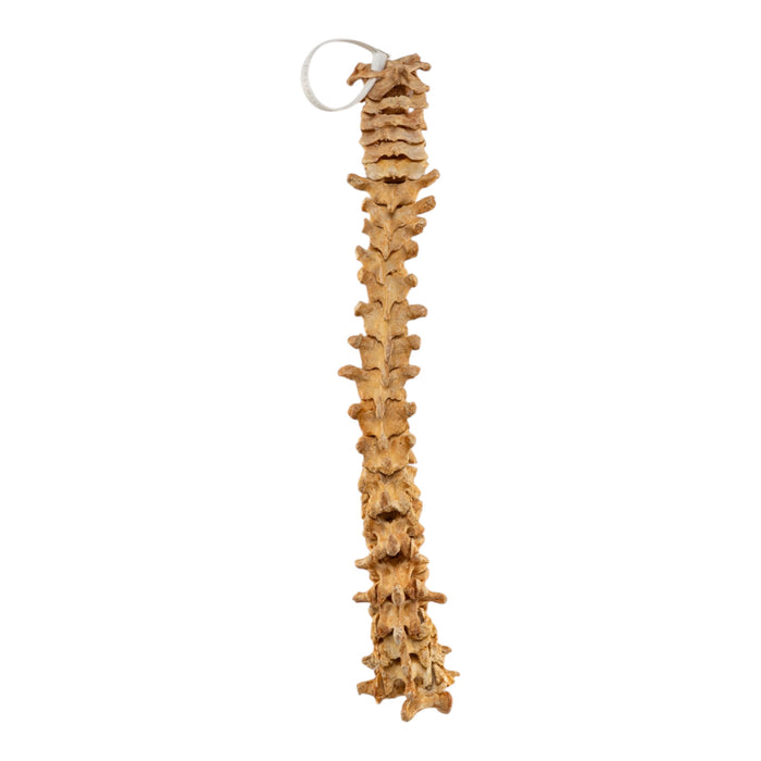 Real Human Spine - Loosely Strung