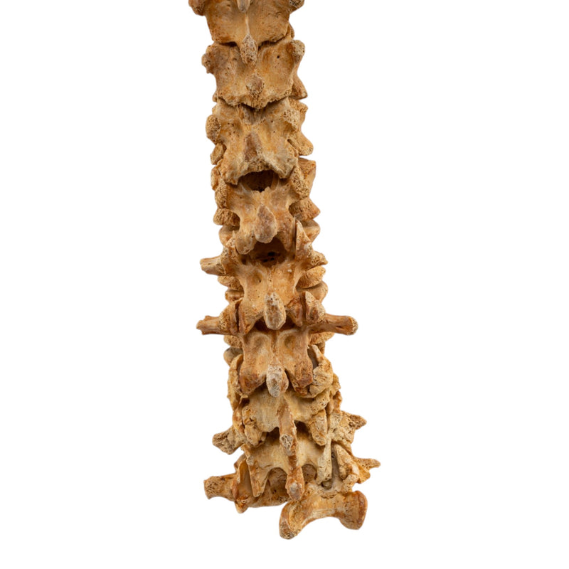 Real Human Spine - Loosely Strung