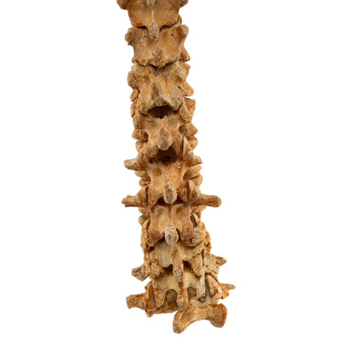 Real Human Spine - Loosely Strung