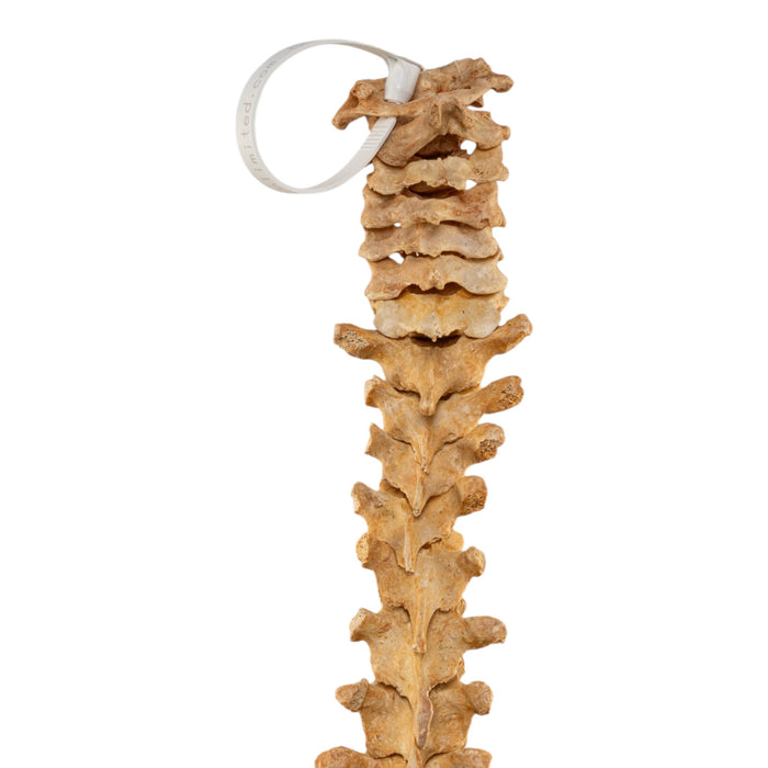 Real Human Spine - Loosely Strung
