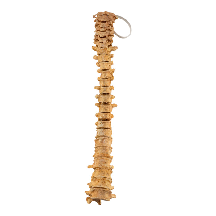 Real Human Spine - Loosely Strung