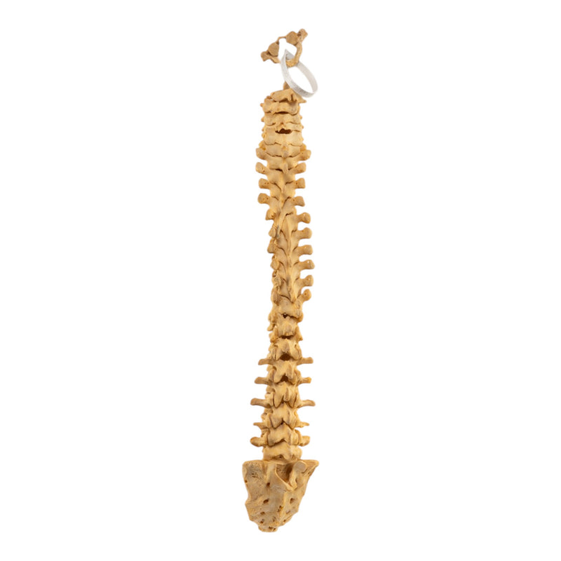 Real Human Spine and Sacrum - Loosely Strung
