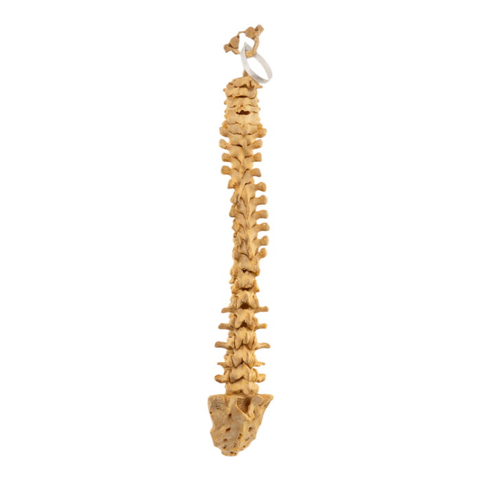 Real Human Spine and Sacrum - Loosely Strung