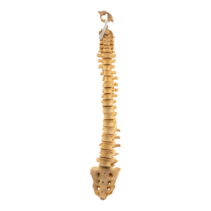 Real Human Spine and Sacrum - Loosely Strung