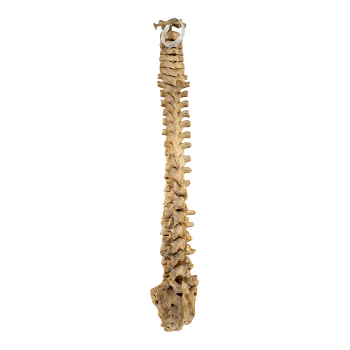 Real Human Spine and Sacrum - Loosely Strung