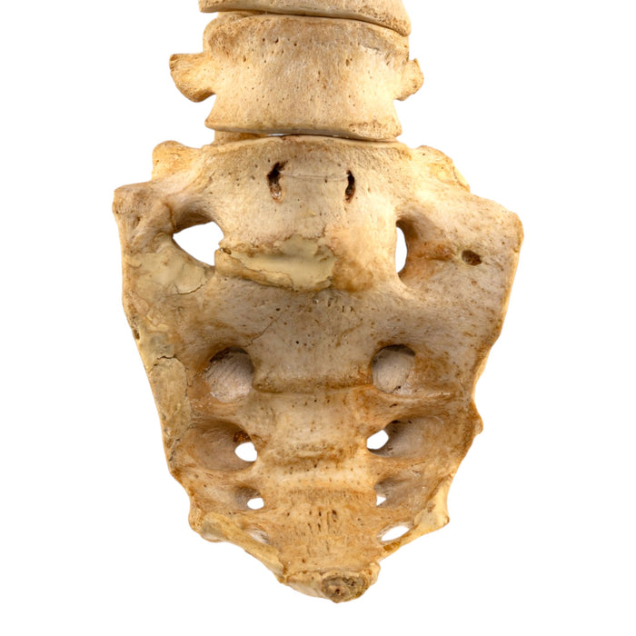 Real Human Spine and Sacrum - Loosely Strung