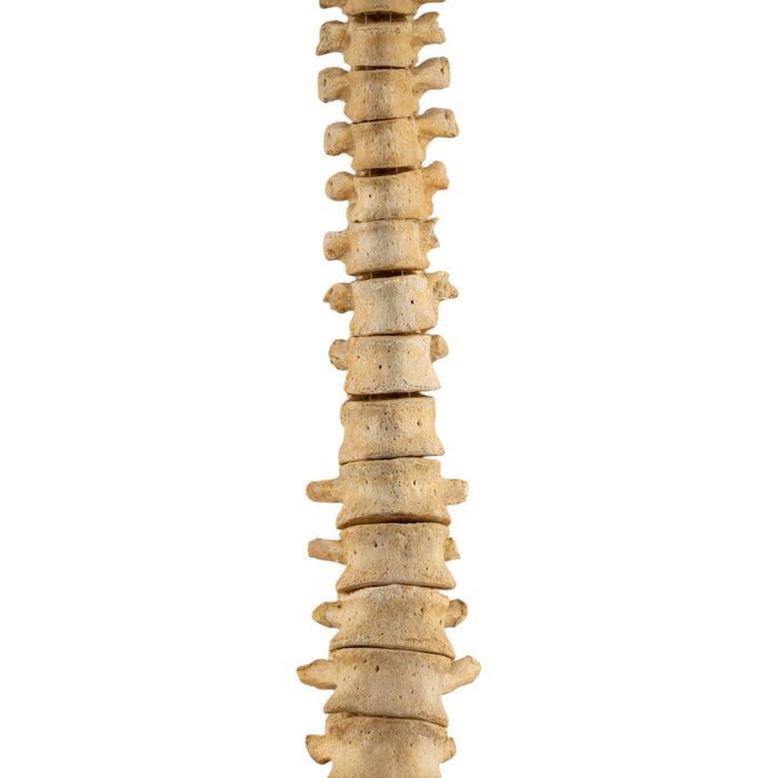Real Human Spine and Sacrum - Loosely Strung