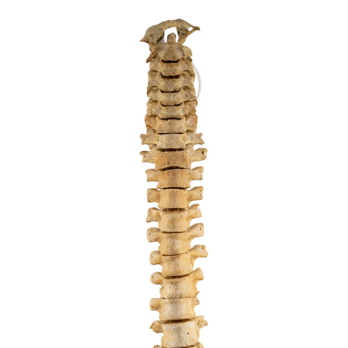 Real Human Spine and Sacrum - Loosely Strung