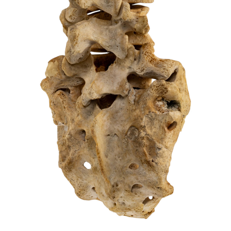 Real Human Spine and Sacrum - Loosely Strung