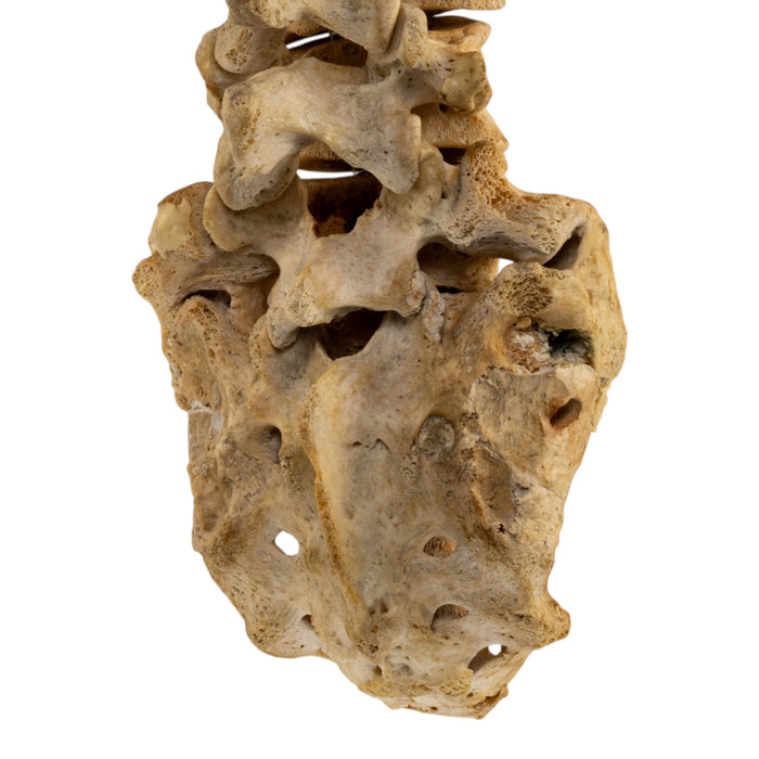 Real Human Spine and Sacrum - Loosely Strung