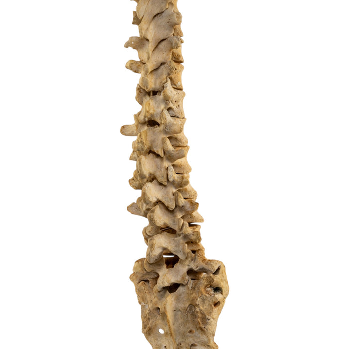 Real Human Spine and Sacrum - Loosely Strung