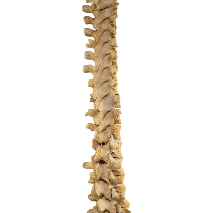 Real Human Spine and Sacrum - Loosely Strung