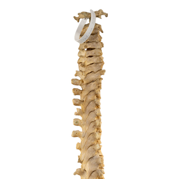 Real Human Spine and Sacrum - Loosely Strung