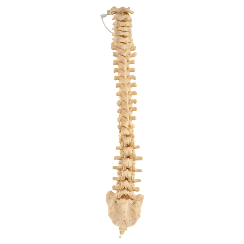 Real Human Spine, Sacrum and Coccyx - Loosely Strung