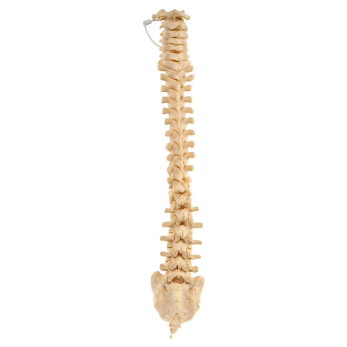Real Human Spine, Sacrum and Coccyx - Loosely Strung