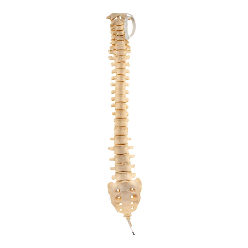 Real Human Spine, Sacrum and Coccyx - Loosely Strung