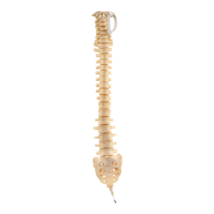 Real Human Spine, Sacrum and Coccyx - Loosely Strung