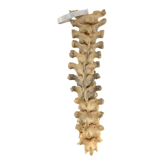 Real Human Thoracic Vertebrae Set - Loosely Strung
