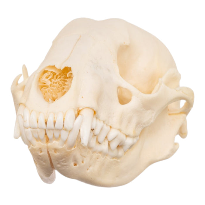 Real Adolescent Raccoon Skull