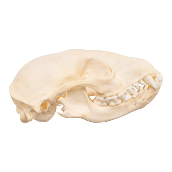 Real Adolescent Raccoon Skull
