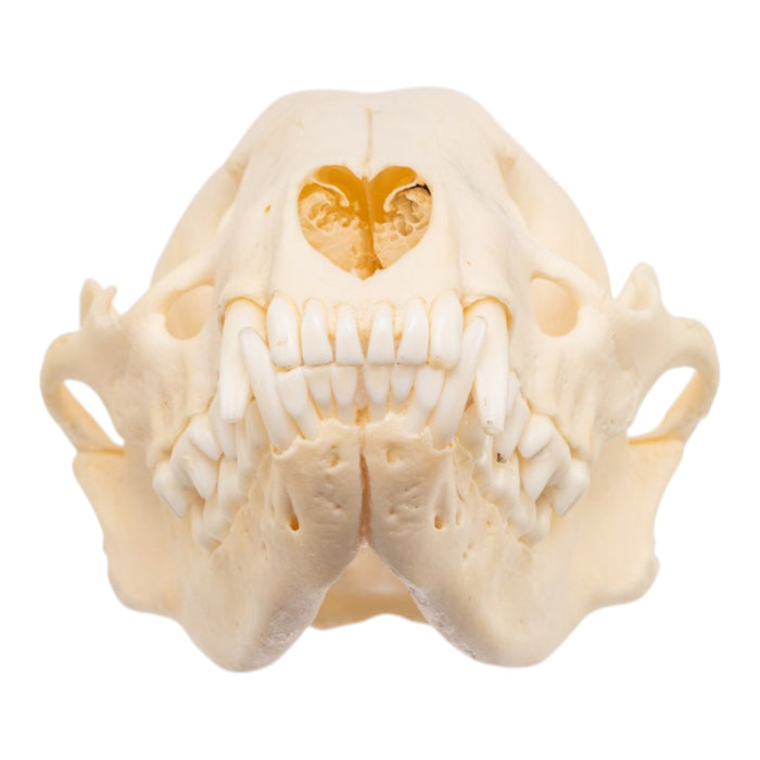 Real Adolescent Raccoon Skull