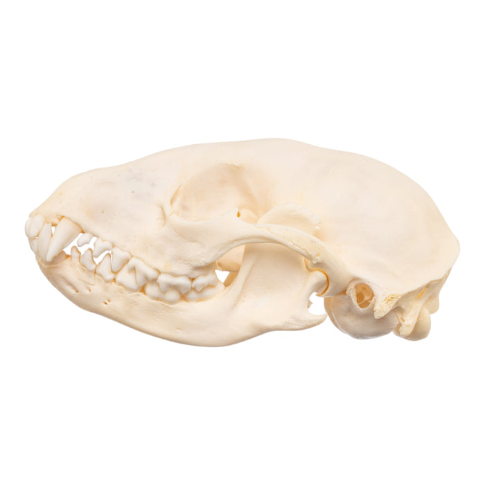 Real Adolescent Raccoon Skull