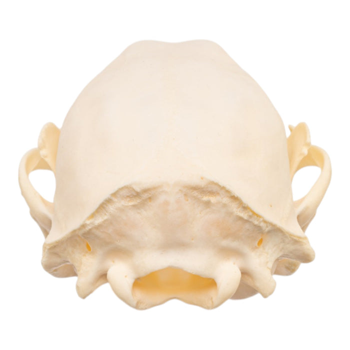 Real Adolescent Raccoon Skull