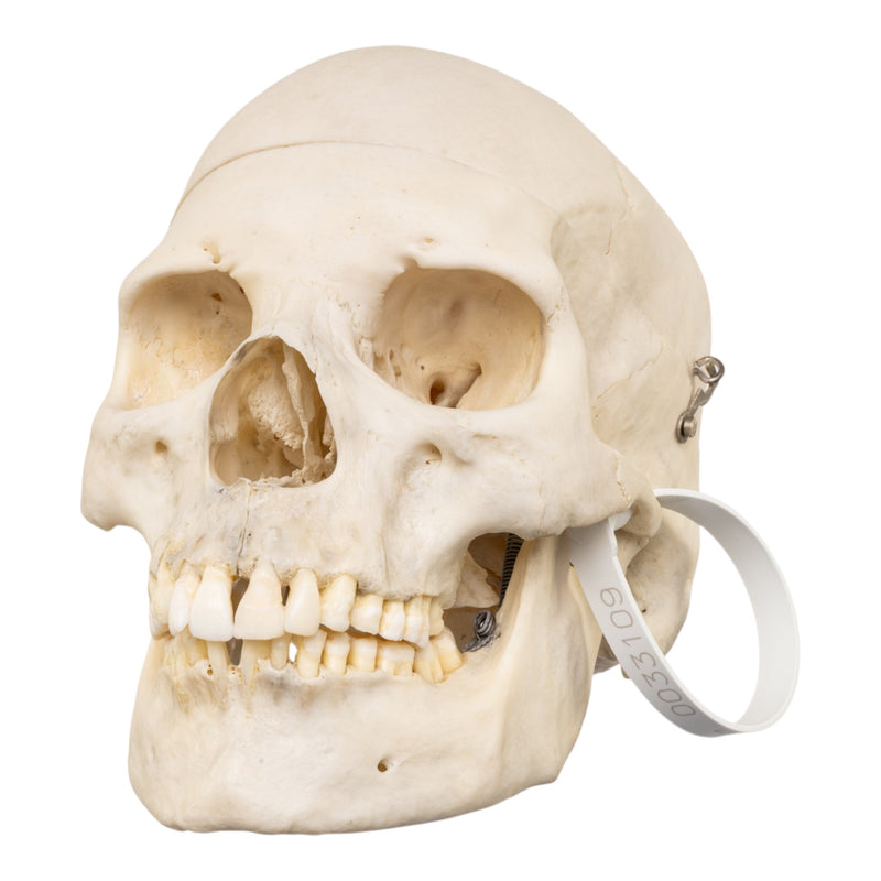 Real Human Skull