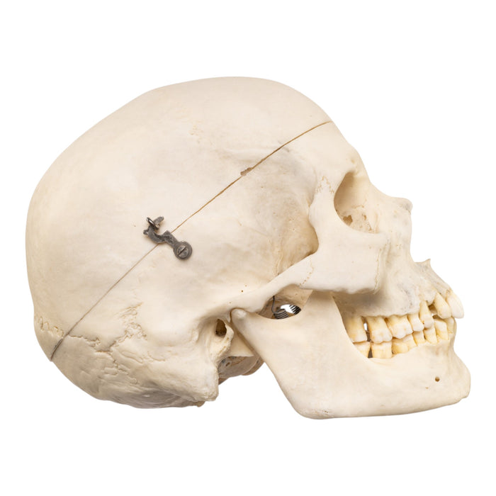 Real Human Skull