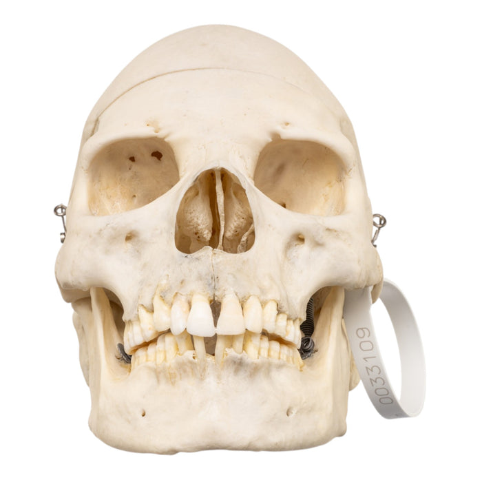 Real Human Skull