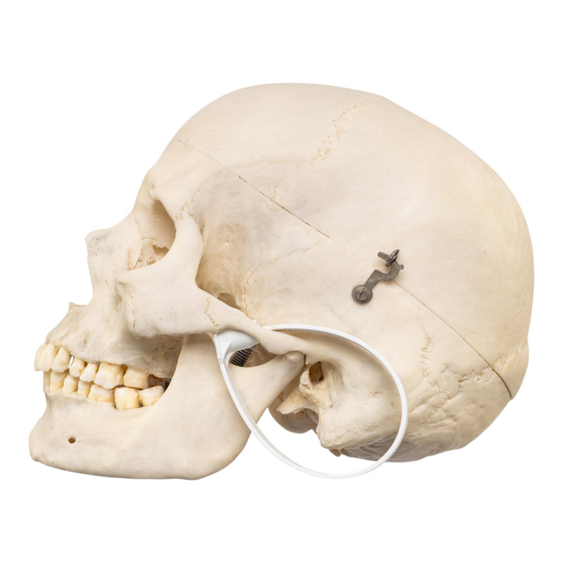 Real Human Skull