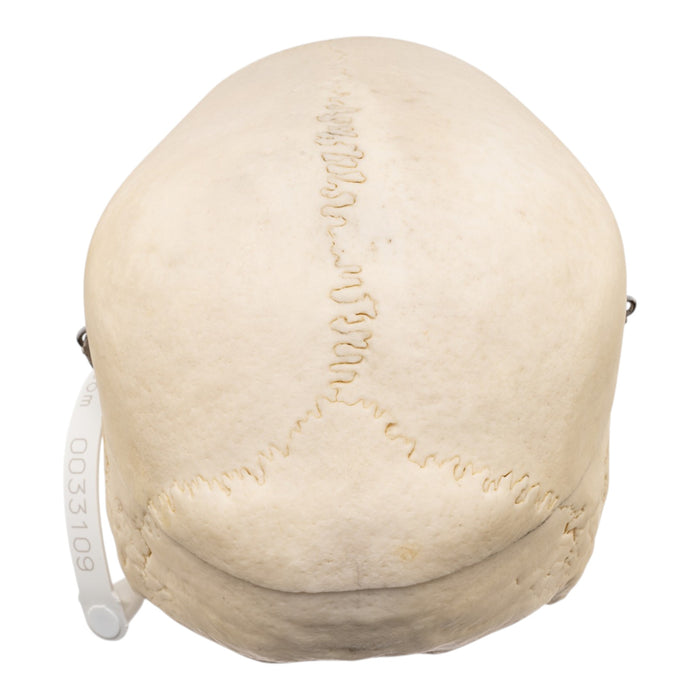 Real Human Skull