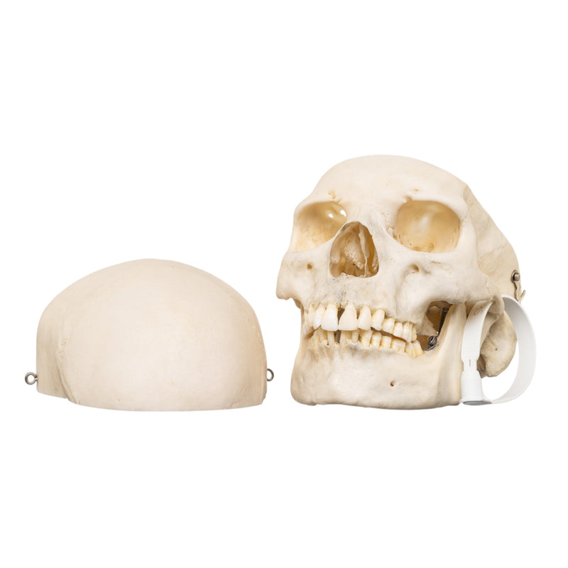 Real Human Skull